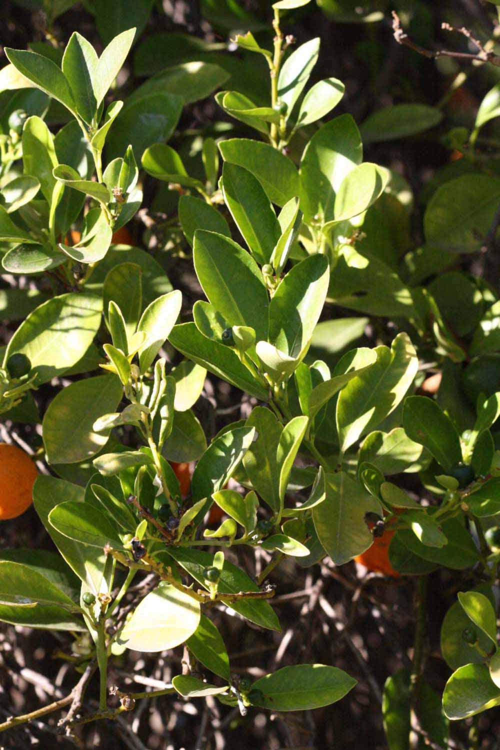              Sun leaves (Riverside, CA)       